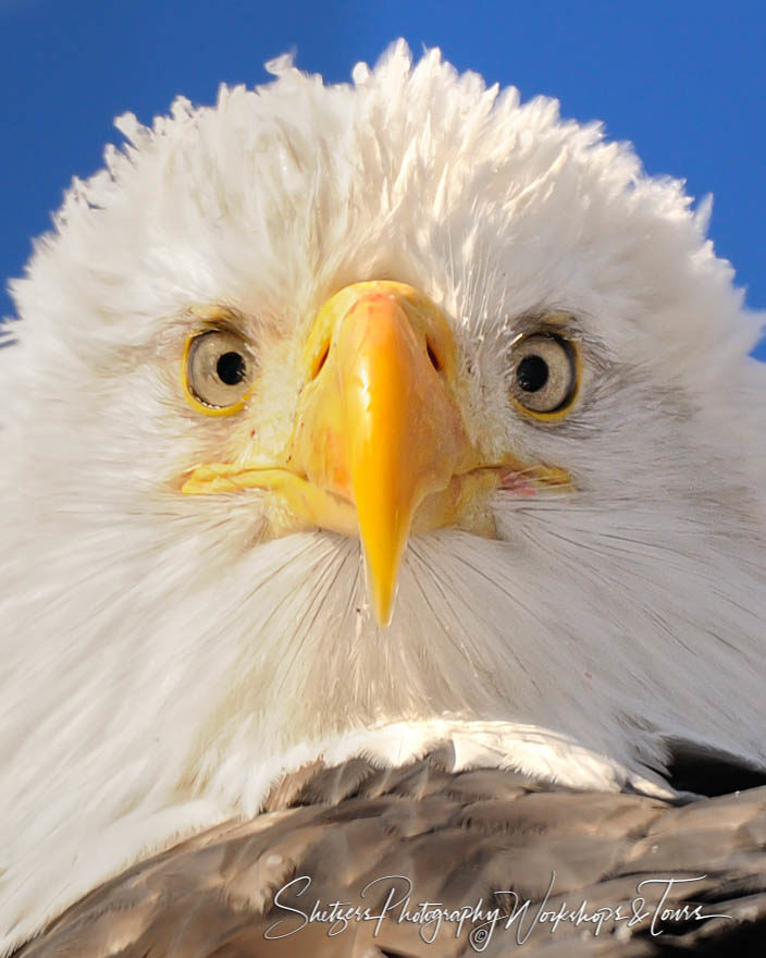 Up Close and Personal Eagle