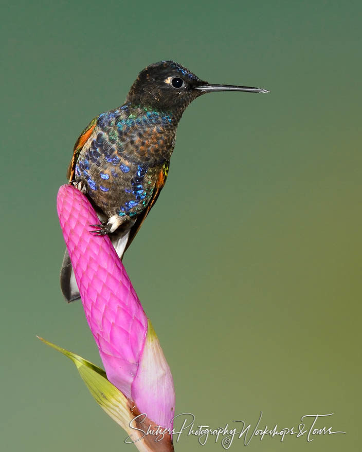 Velvet-purple Coronet Hummingbird