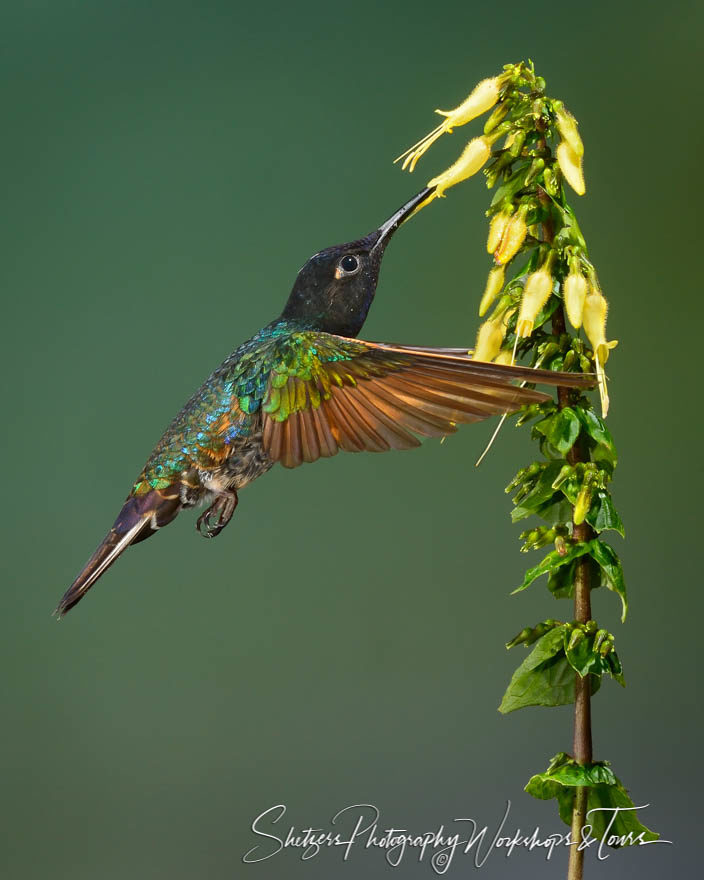 Velvet-purple Coronet Hummingbird