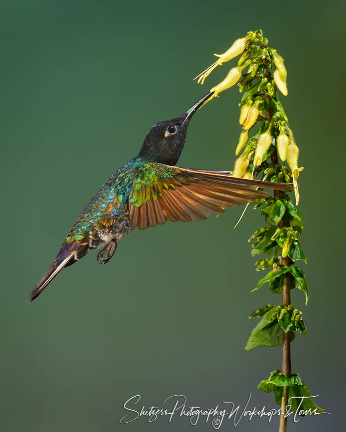 Velvet purple Coronet Hummingbird 20120605 140916