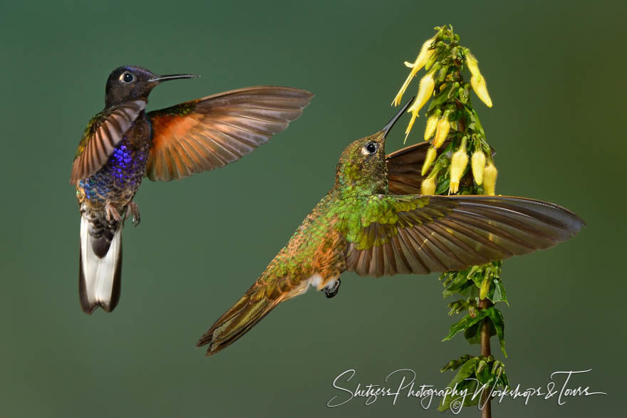 Velvet-purple Coronet and Buff-tailed Coronet Hummingbirds