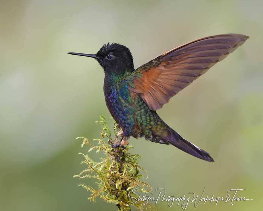 Velvet-purple Coronet with wings out