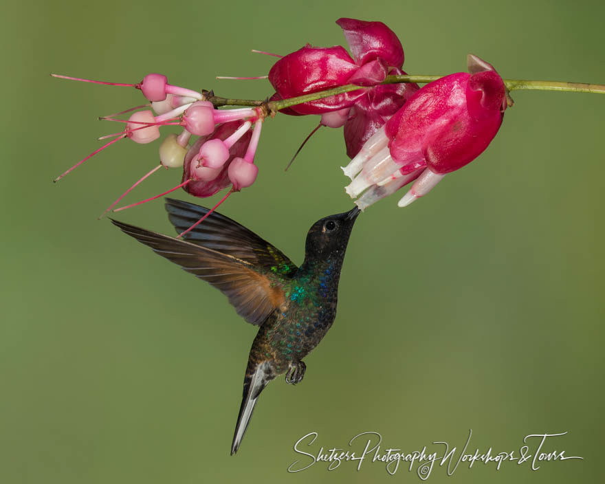 Velvet-purple coronet