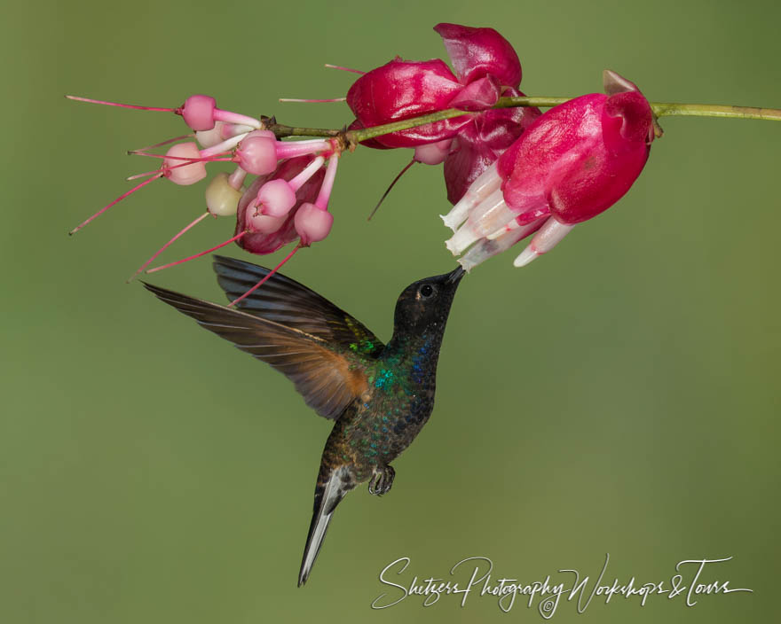 Velvet purple coronet 20150526 120818