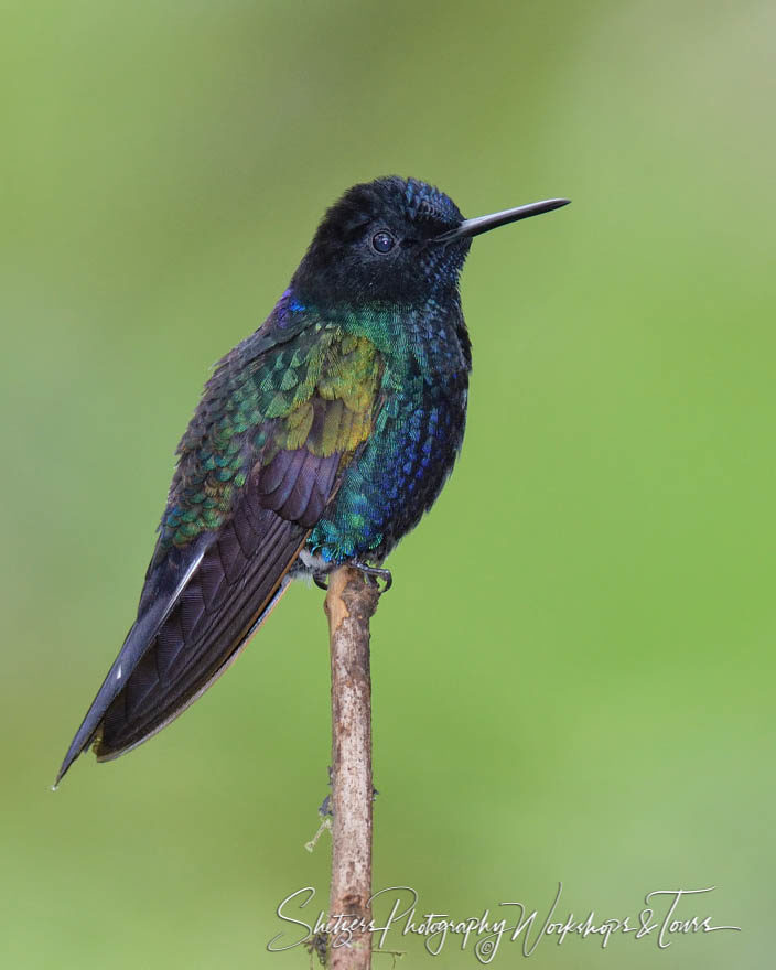 Velvet-purple coronet in Ecuador