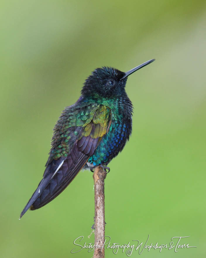 Velvet-purple coronet perched