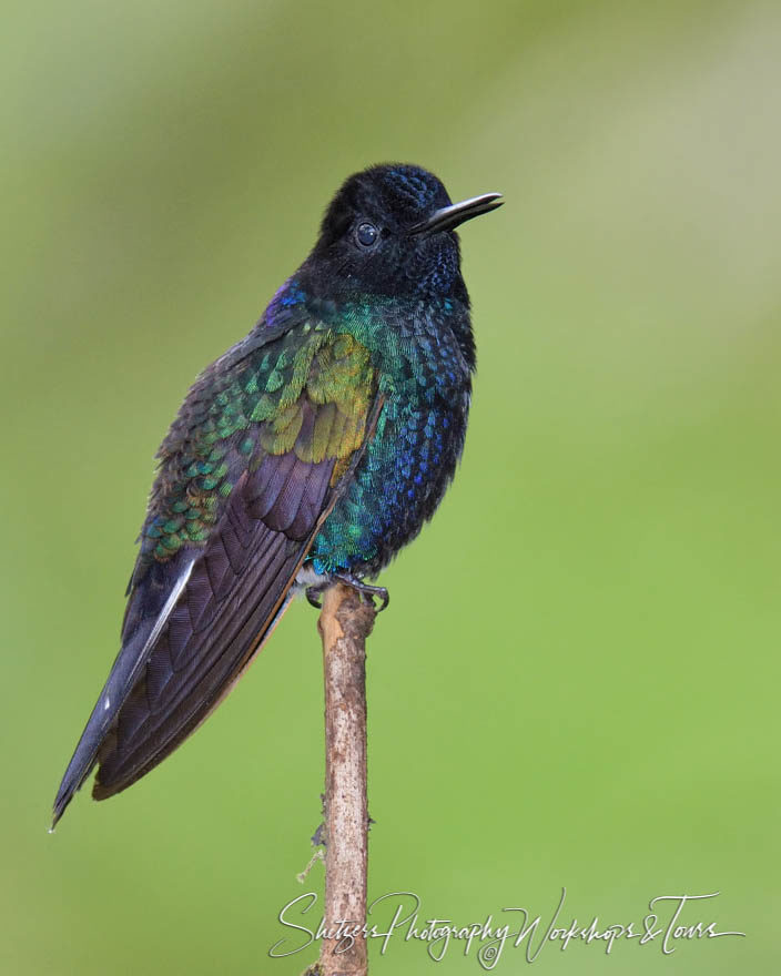 Velvet-purple coronet perched displaying colors
