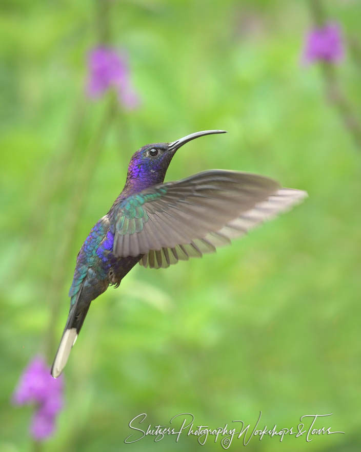 Violet Sabrewing in flight