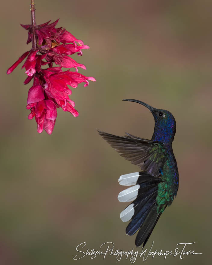 Violet Sabrewing in flight displaying while tail