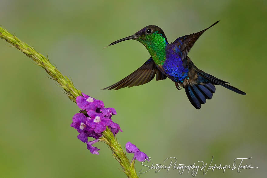 Violet-crowned Woodnymph hummingbird