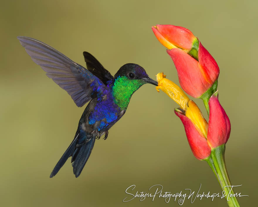 Violet-crowned woodnymph  hummingbird close-up