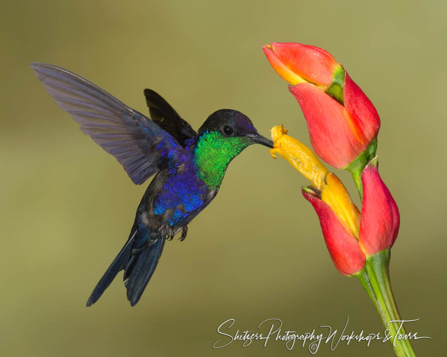 Violet crowned woodnymph hummingbird close up 20150407 083800