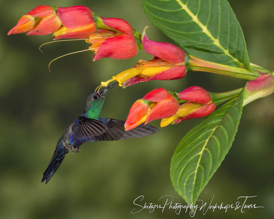 Violet-crowned woodnymph hummingbird in Costa Rica