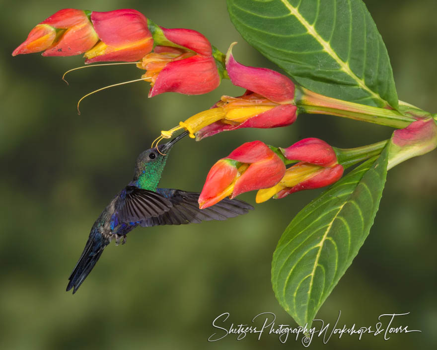 Violet crowned woodnymph hummingbird in Costa Rica 20150406 073550