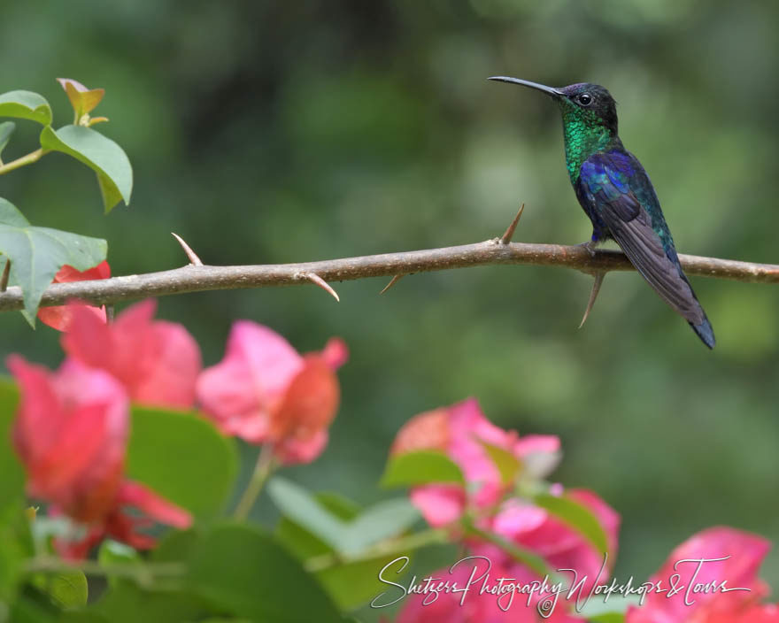 Violet-crowned woodnymph hummingbird with flowers