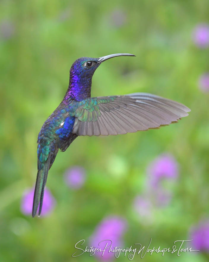 Violet sabrewing hummingbird flying with purple flowers