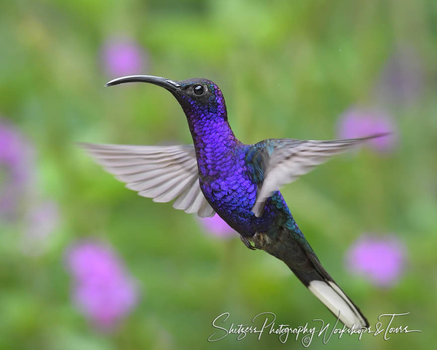 Violet sabrewing hummingbird in flight