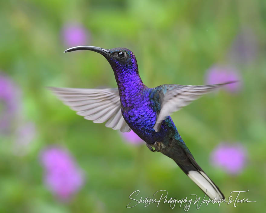 Violet sabrewing hummingbird in flight 20170405 160332