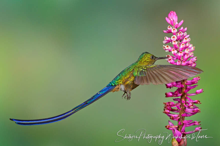 Violet-tailed Sylph Hummingbird