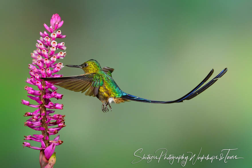 Violet-tailed Sylph Hummingbird