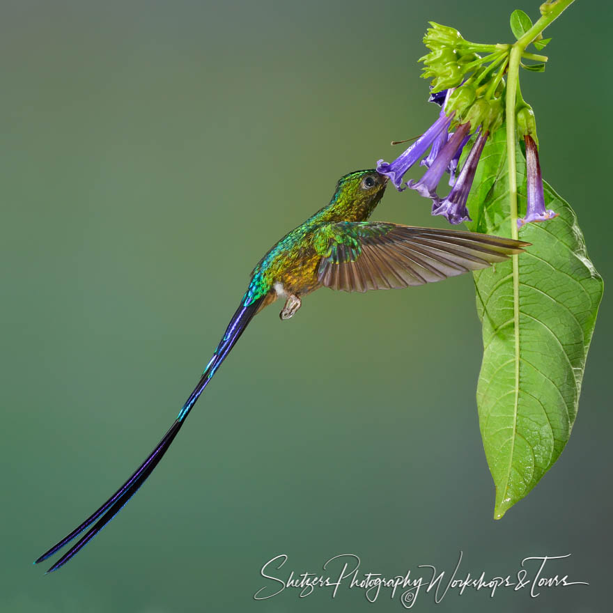 Violet tailed Sylph Hummingbird 20120605 072258