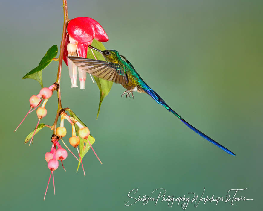 Violet-tailed Sylph Hummingbird  from Mino Loma