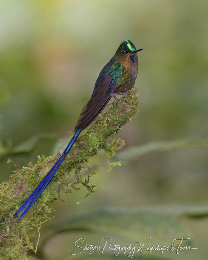 Violet-tailed sylph hummingbird