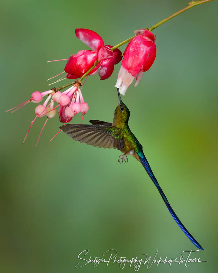 Violet-tailed sylph hummingbird drinks from flower