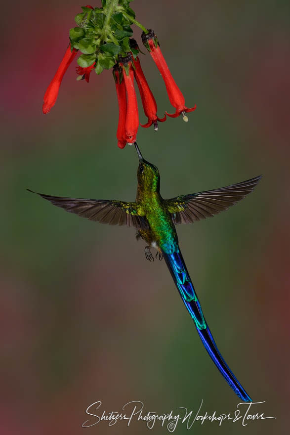Violet-tailed sylph hummingbird drinks from red flower
