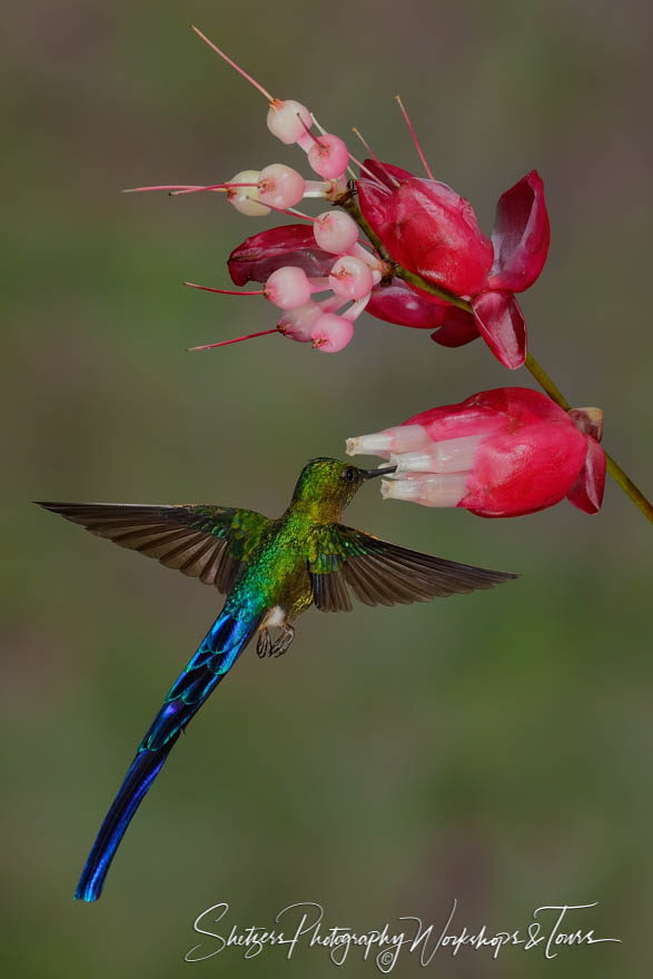 Violet-tailed sylph hummingbird drinks nectar