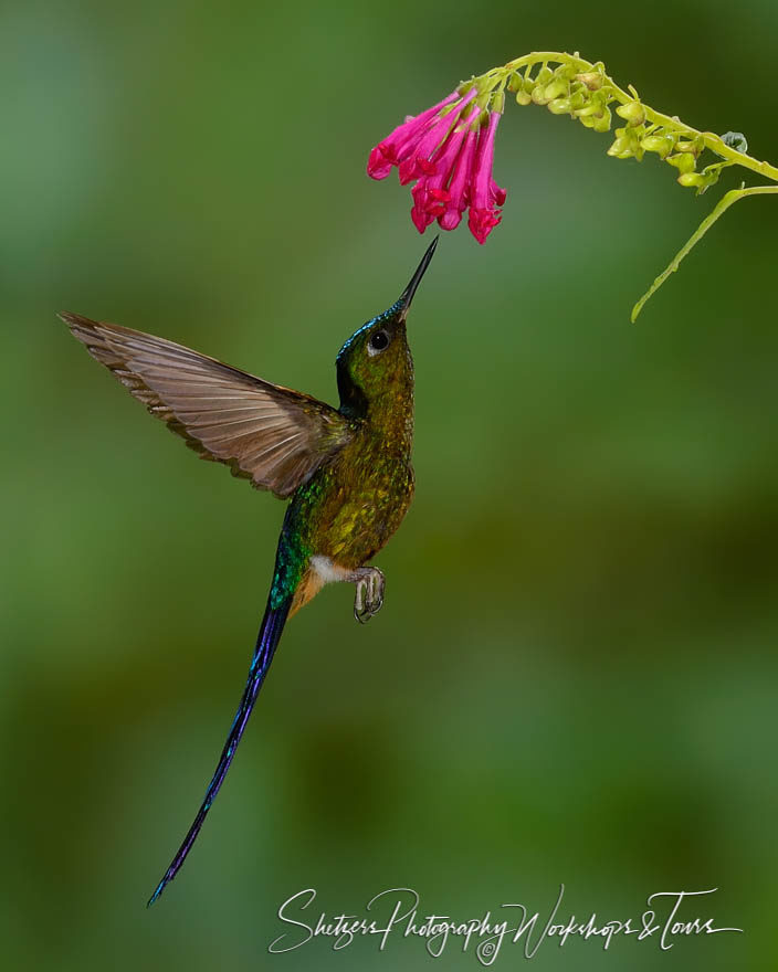 Violet-tailed sylph hummingbird in flight