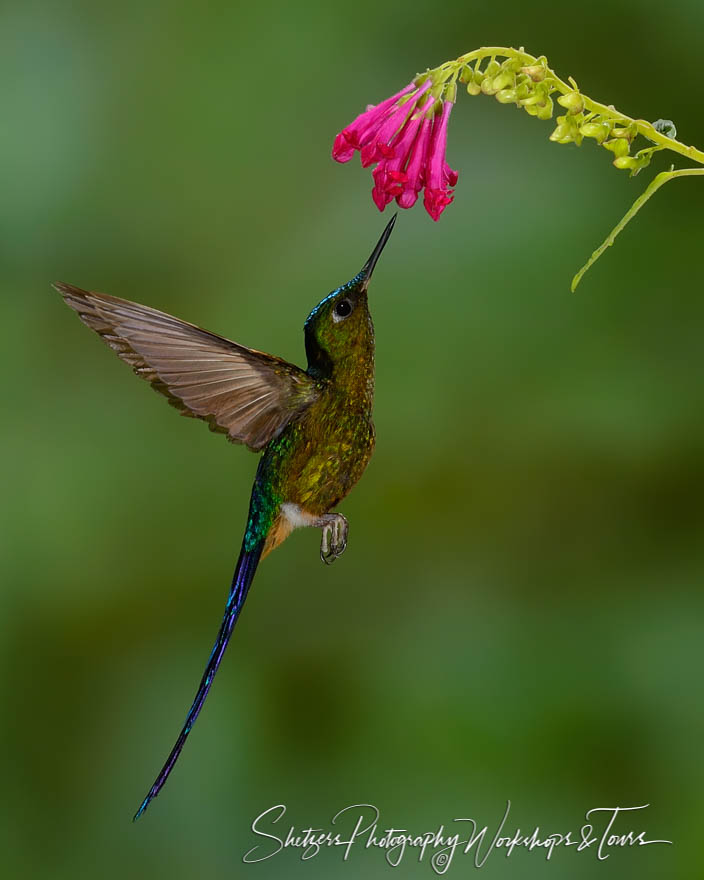 Violet tailed sylph hummingbird in flight 20150524 133225