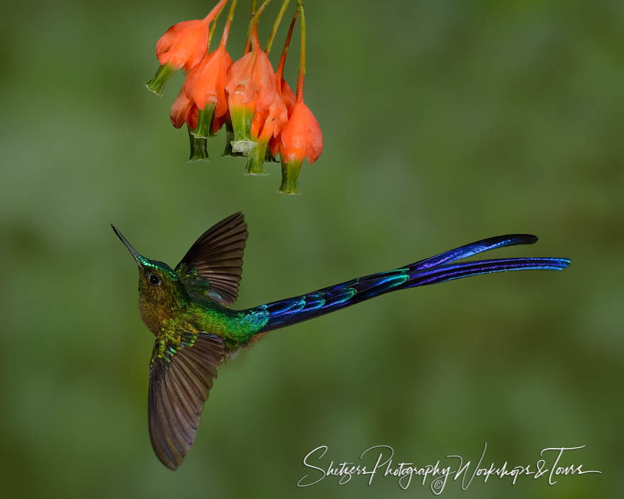 Violet-tailed sylph hummingbird in flight with orange flower