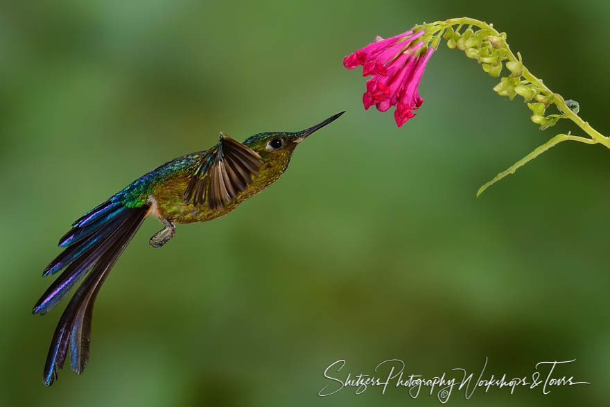 Violet-tailed sylph hummingbird with flower