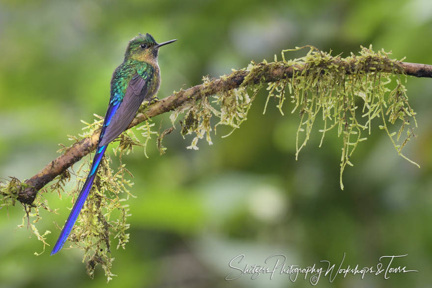 Violet-tailed sylph in Ecuador