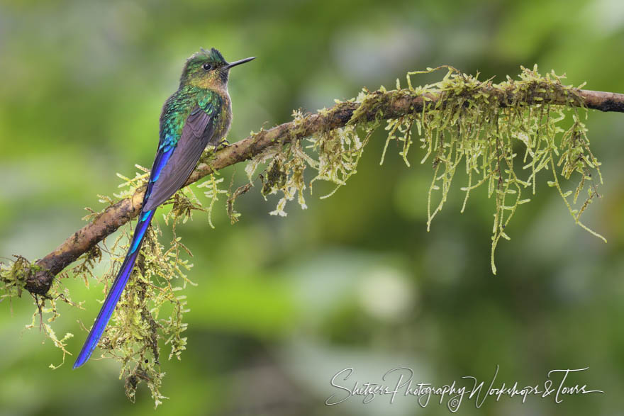 Violet tailed sylph in Ecuador 20160509 090412