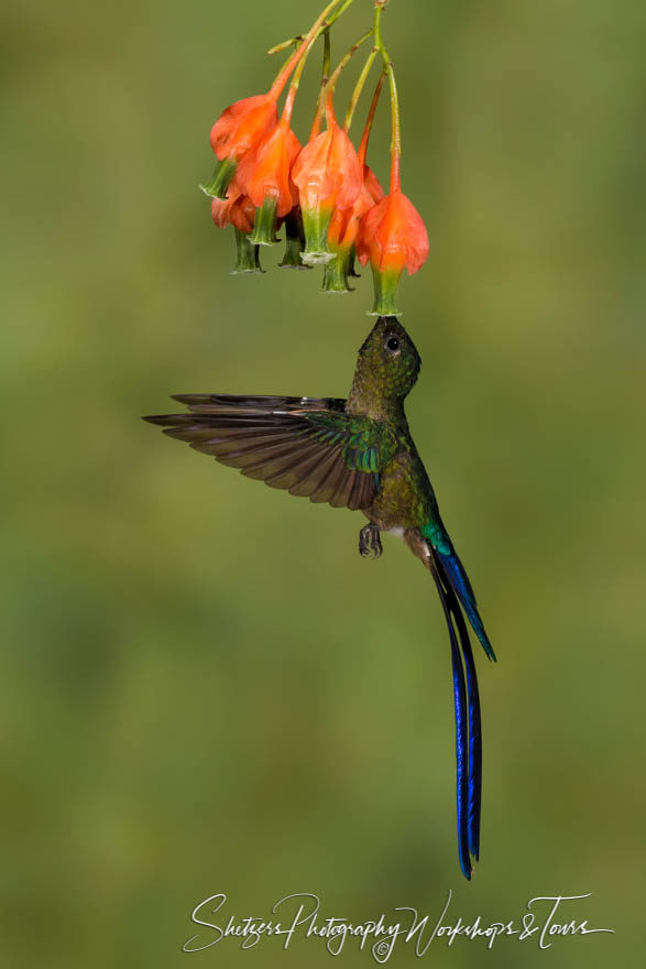Violet-tailed sylph in flight