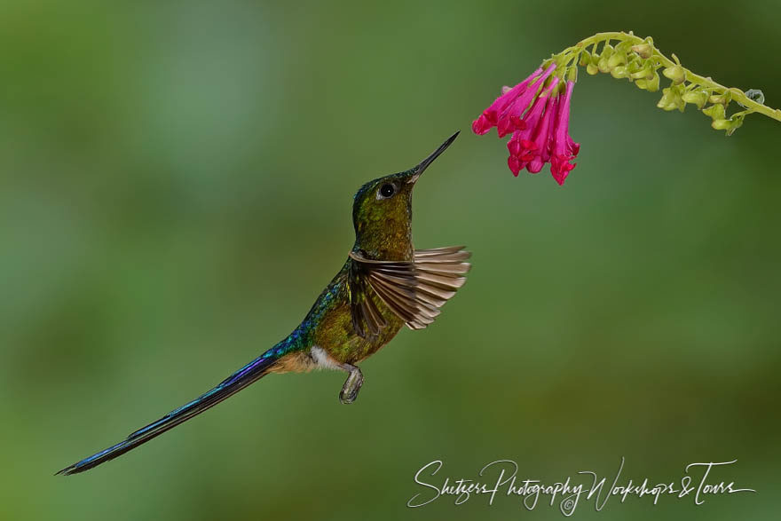 Violet-tailed sylph inflight birdwatching