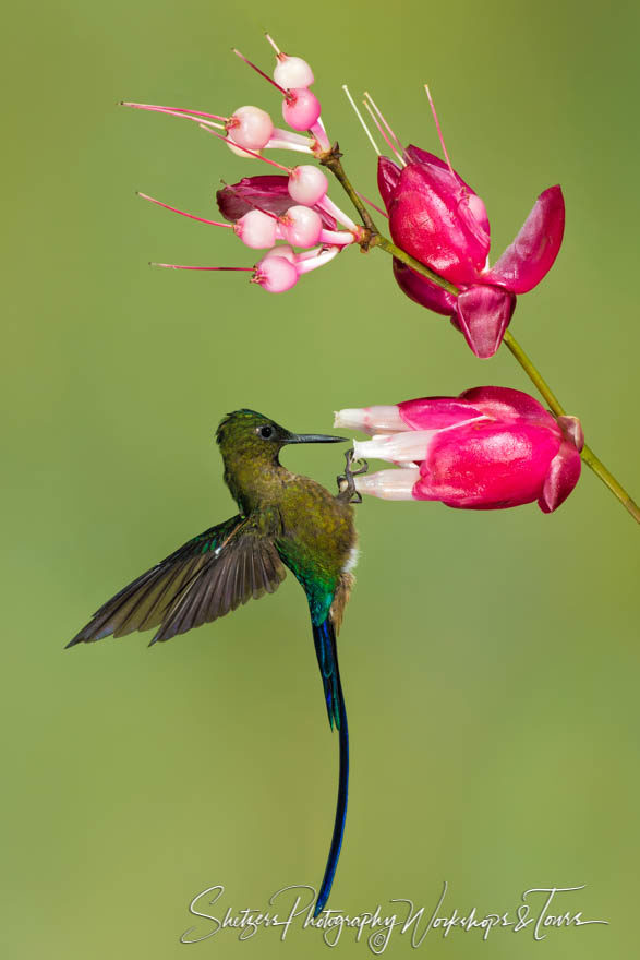 Violet-tailed sylph lands on flower