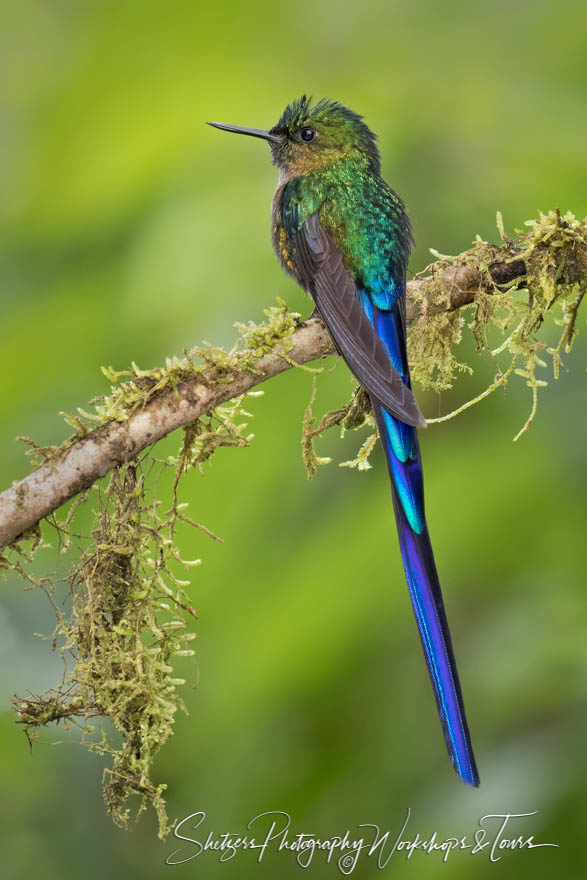 Violet-tailed sylph perched in Ecuador