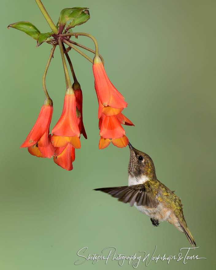 Volcano hummingbird image of in flight feeding with orange flowe