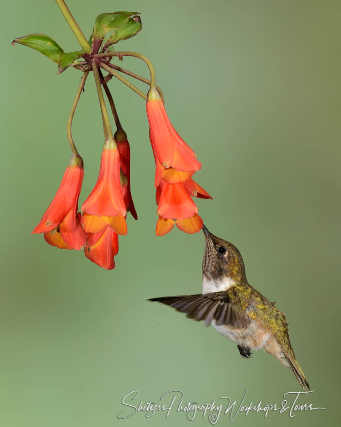 Volcano hummingbird image of in flight feeding with orange flower 20170412 143841