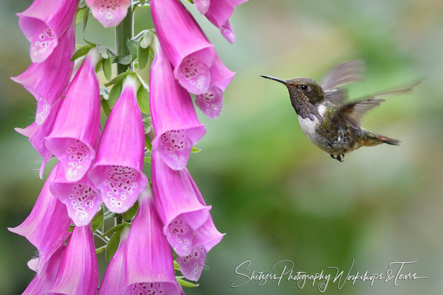 Volcano hummingbird in flight with purple flowers