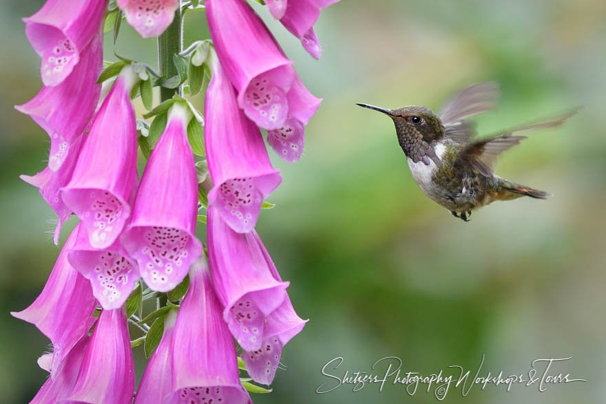 Volcano hummingbird in flight with purple flowers 20170413 150031