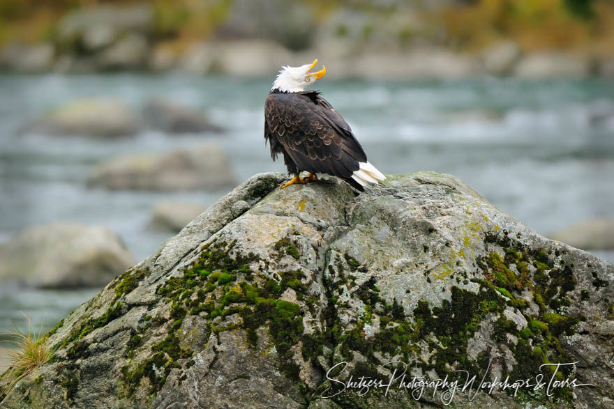 Wailing Bald Eagle