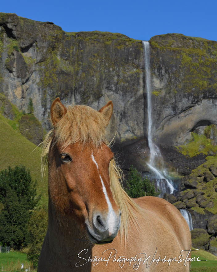 Waterfall with Icelandic Horse