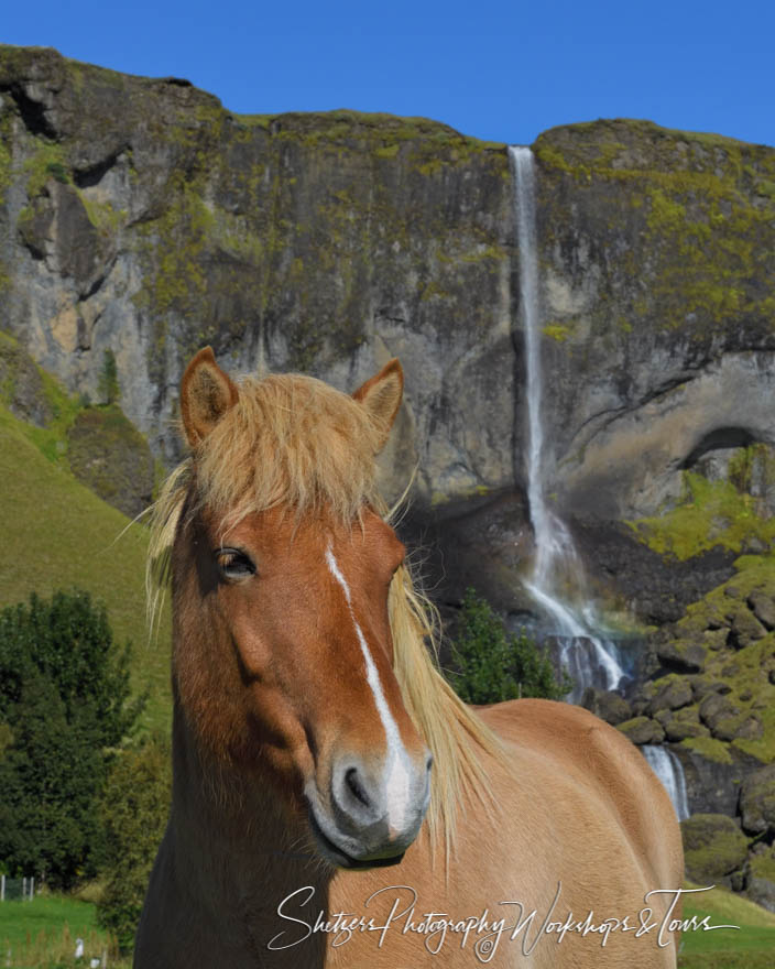 Waterfall with Icelandic Horse 20160906 081545