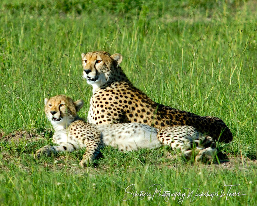 Well fed Cheetahs of Masai Mara