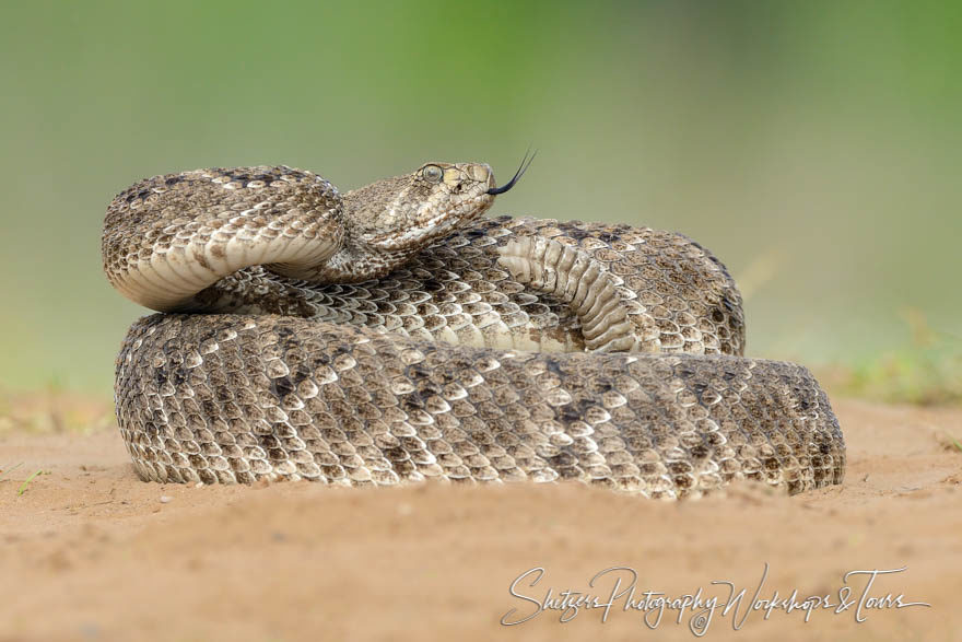 Western Diamondback Rattlesnake