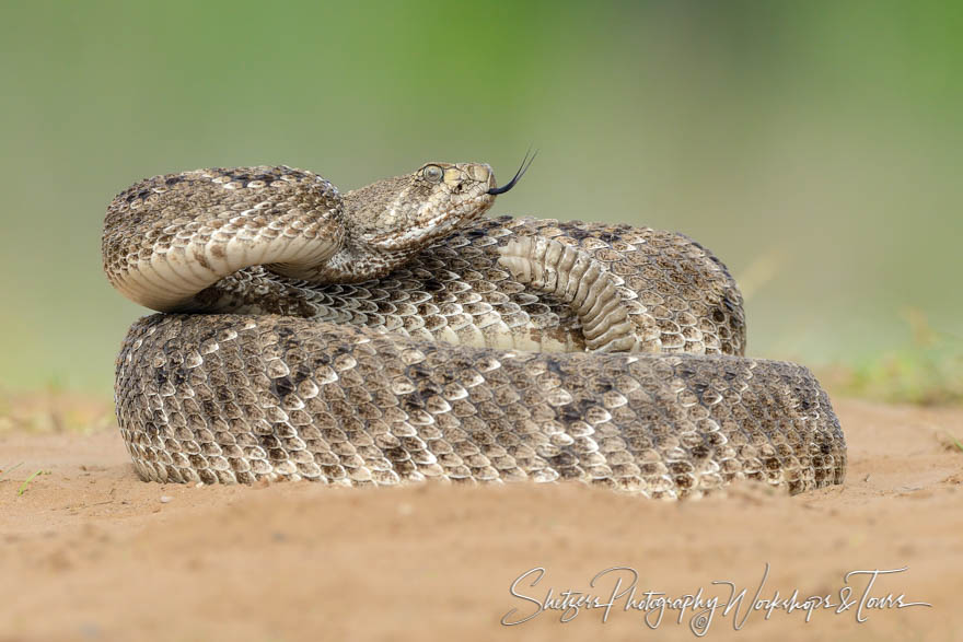 Western Diamondback Rattlesnake 20170327 084928